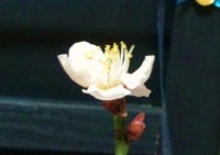 20140301162559